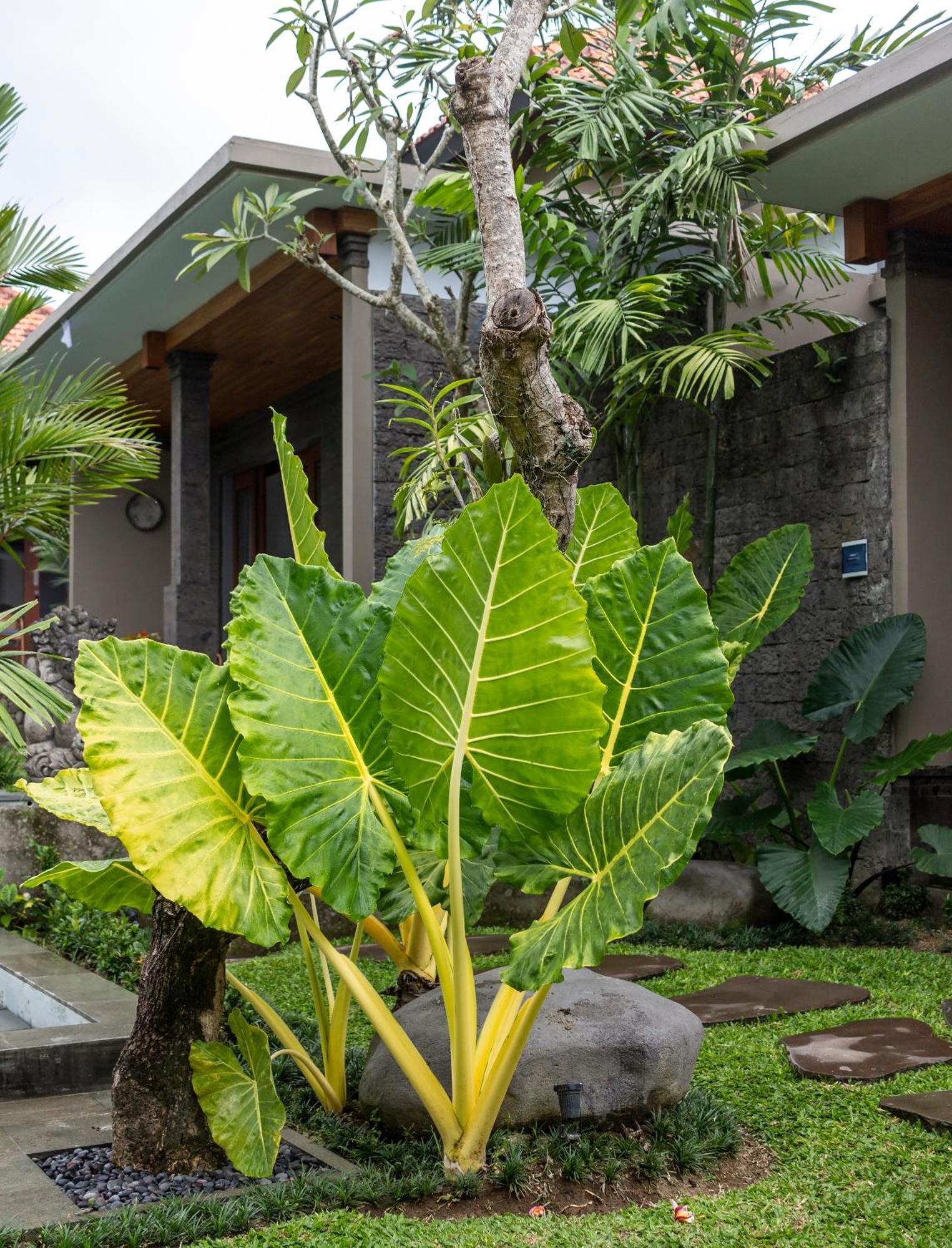 Wegi House 2 Ubud